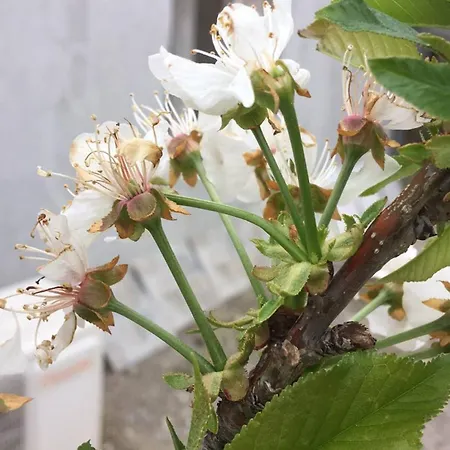 דירה Leonidas ספארטי